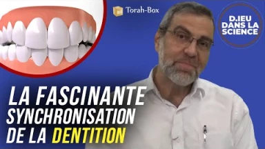 D.ieu dans la Science ! La fascinante synchronisation de la dentition