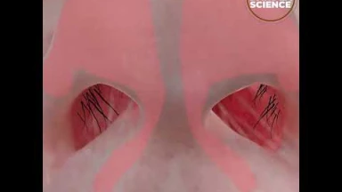 D.ieu dans la Science ! L'odorat...