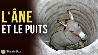 L'âne et le puits