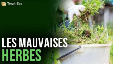 Les mauvaises herbes