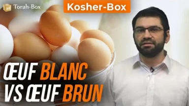 Kosher-Box : Œuf blanc Vs Œuf brun