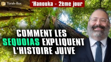 'Hanouka : 2e jour : Comment les sequoias expliquent l'histoire juive