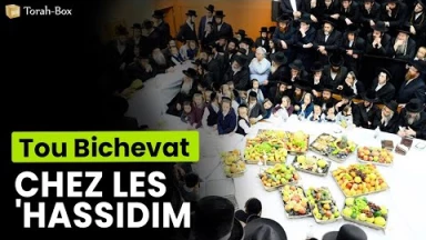 [Vidéo] Tou Bichevat "royal" chez les 'Hassidim