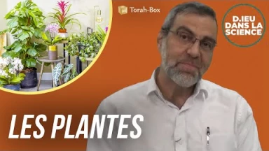 D.ieu dans la Science ! Les plantes
