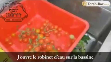 Le nettoyage des tomates cerises d'après la Halakha