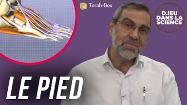 D.ieu dans la Science ! Le pied